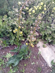 Verbascum betonicifolium image