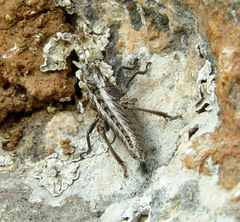 Prionosthenus galericulatus