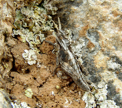 Prionosthenus galericulatus