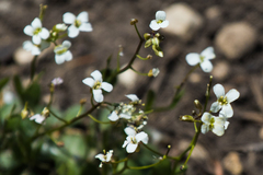 Noccaea fendleri