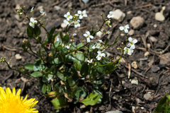 Noccaea fendleri