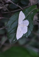 Idaea ptyonopoda