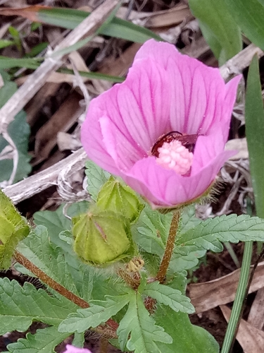 Image of Malope malacoides by (c) Karim Haddad, some rights reserved (CC BY)