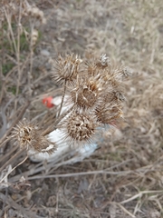 Arctium tomentosum