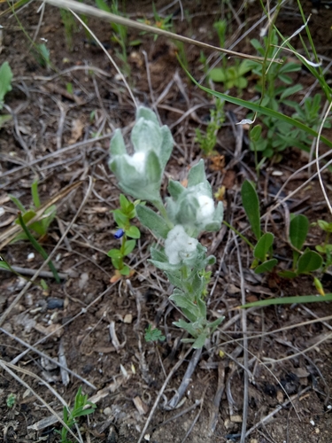 Bombycilaena discolor image