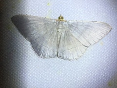 Bulonga griseosericea