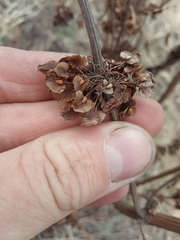Rumex confertus