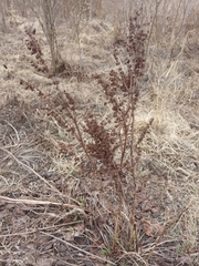 Rumex confertus