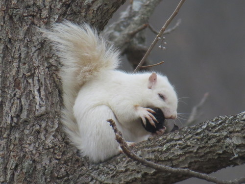 Eastern Gray Squirrel photographed in Connecticut