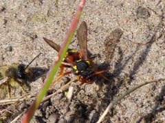 Nomada fucata