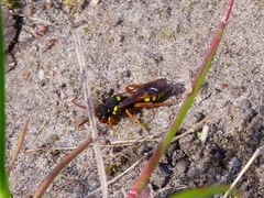 Nomada fucata