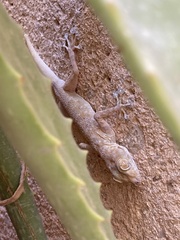 Ptyodactylus