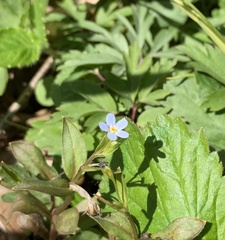 Memoremea scorpioides