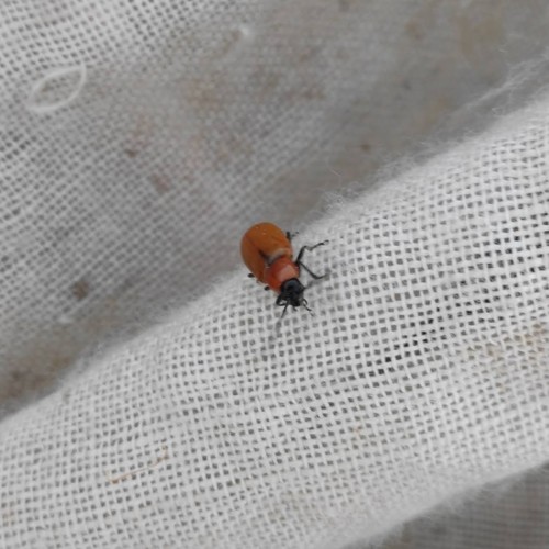 Daffodil Leaf-beetle, 4585 Sobreira, Portugal, photo 6 of 10