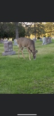 Odocoileus virginianus