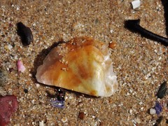 Pteriidae