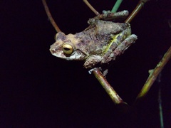Raorchestes