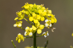 Erysimum asperum