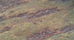Nilgiritragus hylocrius