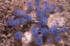 Clavelina moluccensis