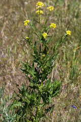 Erysimum asperum