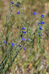 Linum usitatissimum