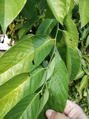 Glochidion zeylanicum