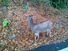 Nilgiritragus hylocrius