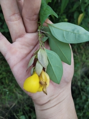 Gmelina philippensis
