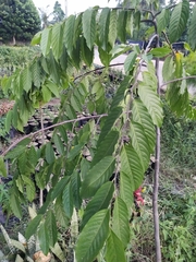 Cananga odorata