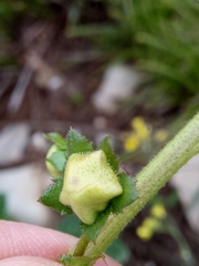 Verbascum betonicifolium image