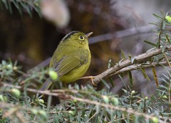 Phylloscopus whistleri