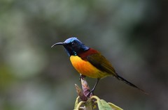 Aethopyga nipalensis