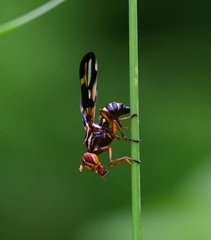 Idana marginata