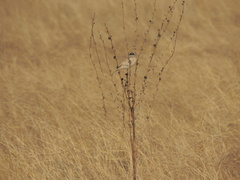Emberiza yessoensis