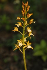Oreorchis patens