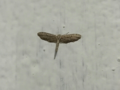 Protoproutia laredoata