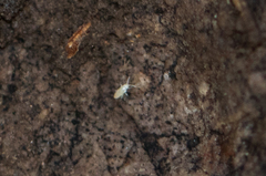 Entomobryoidea
