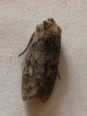 Lithophane furcifera