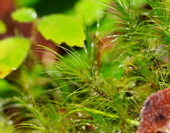 Dicranoloma menziesii