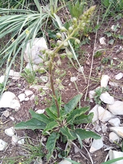 Verbascum betonicifolium image