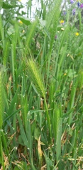 Hordeum murinum