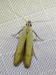 Mesophleps adustipennis