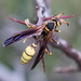 Navajo Paper Wasp - Photo (c) BJ Stacey, some rights reserved (CC BY-NC), uploaded by BJ Stacey