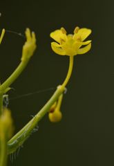 Isatis tinctoria