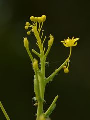 Isatis tinctoria