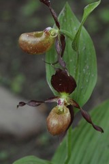 Cypripedium shanxiense