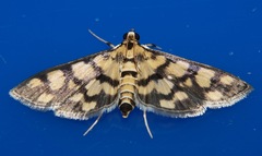 Glycythyma xanthoscota