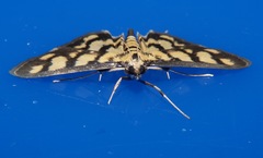 Glycythyma xanthoscota