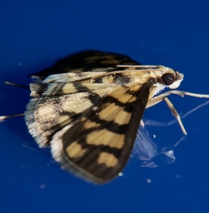 Glycythyma xanthoscota